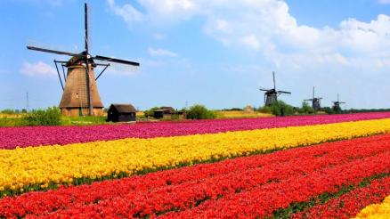 netherlands-tulip-fields.jpg.adapt.945.1