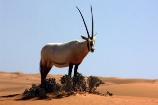 Arabian_oryx_(oryx_leucoryx)